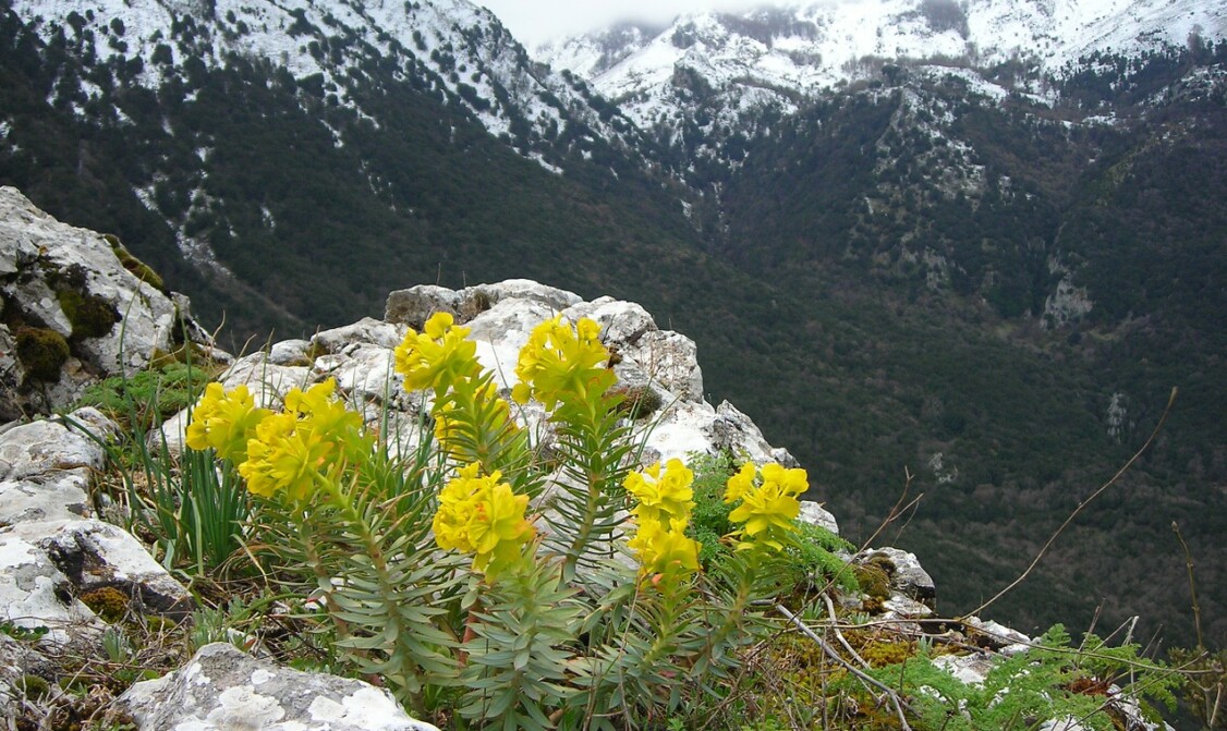 monti montagna